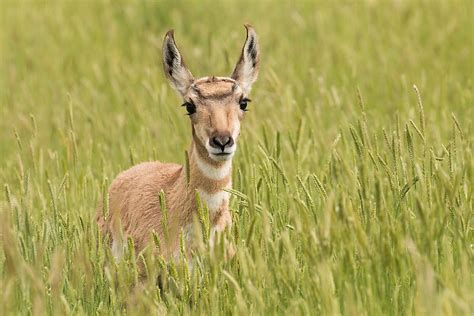 Animals That Live in the Grasslands - WorldAtlas