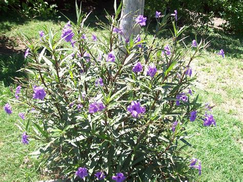 Ruellia Brittoniana | Flickr - Photo Sharing!