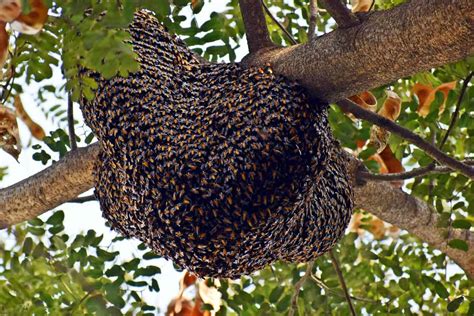 How to Start a Beehive with Wild Bees (and How NOT to) | ODH