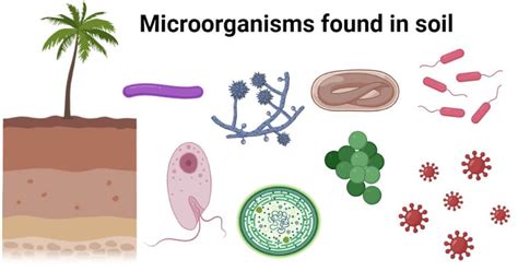 Microorganisms found in soil with effects and examples | Microorganisms ...