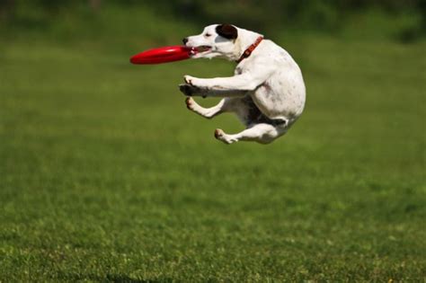 11 Pets Doing Amazing Tricks - Amazing Animal Photos