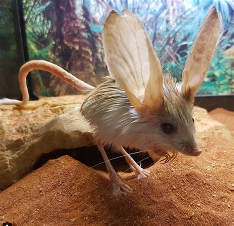 Long-eared Jerboa - Habits, Fun Facts, Pictures and Other Information ...