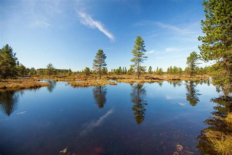 Pine Trees Growing In Bog Ecosystem Photograph by Christopher Kimmel ...