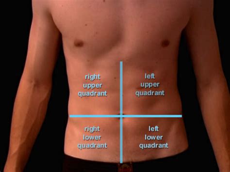 left lower quadrant anatomy