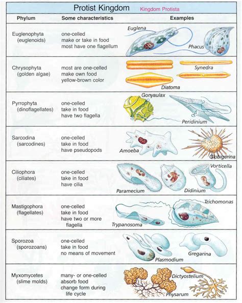 Protists Worksheets Middle School