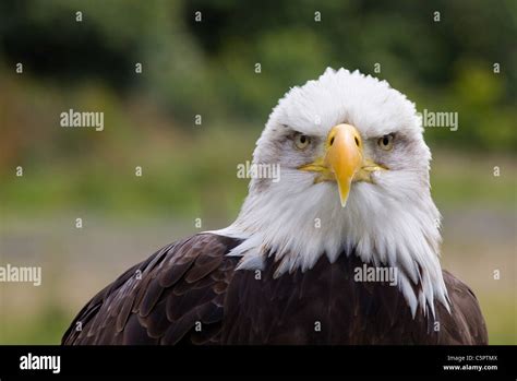 Eagle Beak Front