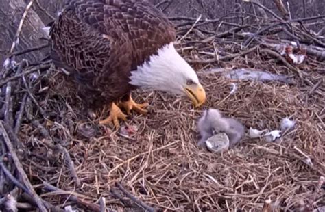 Video: Momma Eagle Caught Feeding Her Chicks on Livecam | OutdoorHub