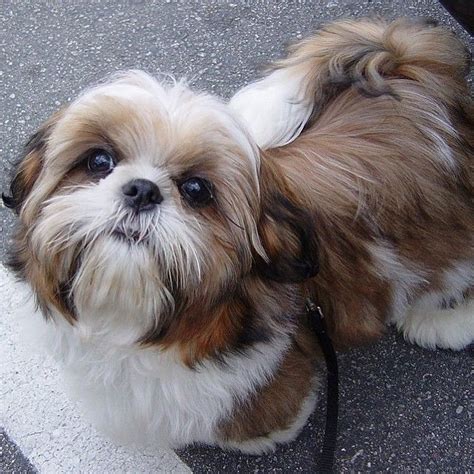 Is A Shih Tzu Dog The Right Breed For You? | The Pets Dialogue