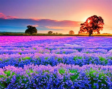 Flower Field Wallpaper - WallpaperSafari