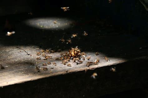 Termite Swarms – Everything You Need To Know! – School Of Bugs