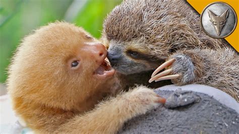 6+ Different Types of Sloths in the Rainforest with Pictures and Facts ...