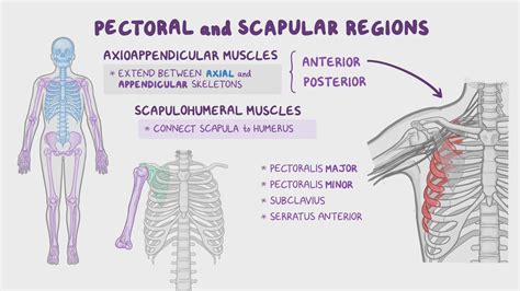 Anatomy of the pectoral and scapular regions: Video | Osmosis