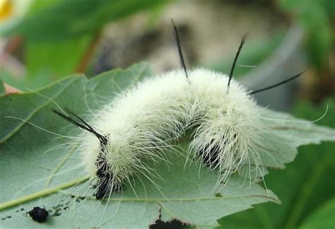 American Dagger Moth caterpillar - Acronicta americana - BugGuide.Net