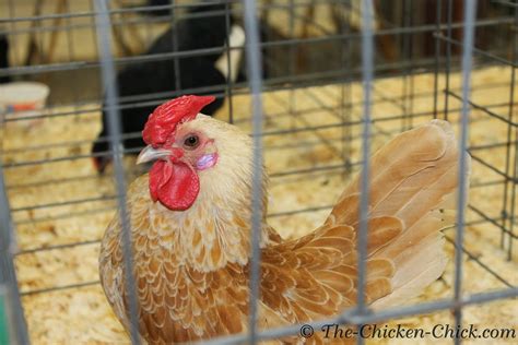 The Chicken Chick®: Virtual Poultry Show! A Day at the Northeastern ...