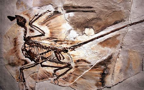 Arriba 68+ imagen microraptor fossil - Abzlocal.mx