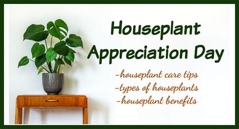 Celebrate Houseplant Appreciation Day with Houseplant Care Tips