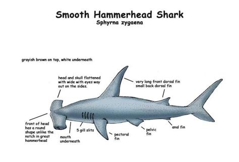 Hiu Martil : Fakta, Evolusi, Spesies, Makanan dan Foto Gambar - JAGAD ID