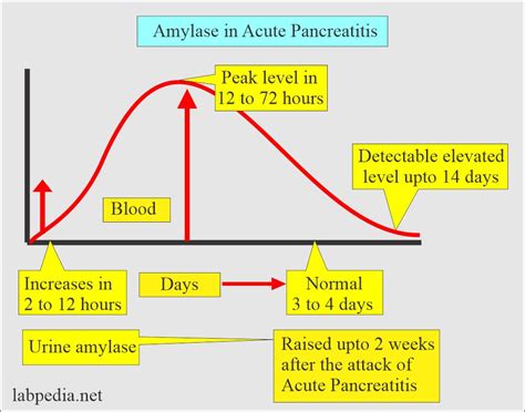 Causes Of Elevated Amylase And Lipase Activity - Infoupdate.org