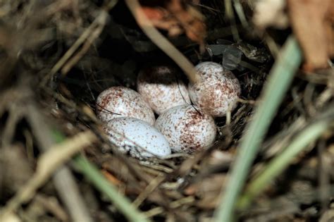 Carolina Wren Bird Eggs In Nest Free Stock Photo - Public Domain Pictures