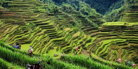 a photo of Ifugao rice terraces in the Philippines | Stable Diffusion ...