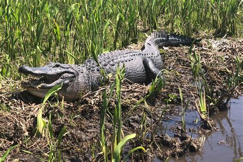 Large Airboat Swamp Tour | Gray Line