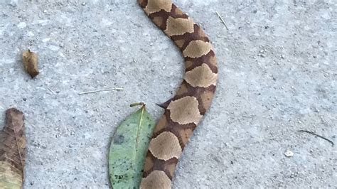 How do you treat a copperhead snake bite? Duke and WakeMed doctors walk ...