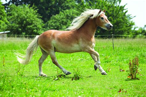 The Breed A-Z - The ultimate guide to pony breeds - Pony Magazine Pony ...