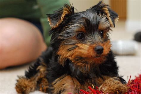 10 Essential Supplies for a Yorkie Puppy - PetHelpful