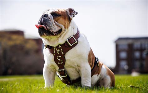 Meet MSU’s newest mascot ‘Dak’ (Bully XXII) during SBW | Mississippi ...