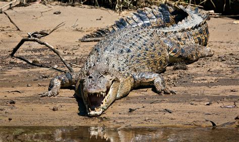 Australia’s Most Dangerous Animals – Planet Deadly