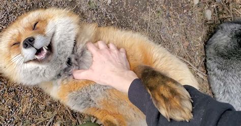 Adorable Red Fox Bursts into Giggles When Being Pet By His Human