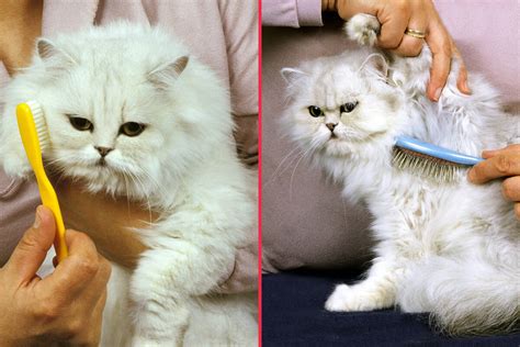 Brushing a long-haired cat: How to brush, and what's the best cat brush?