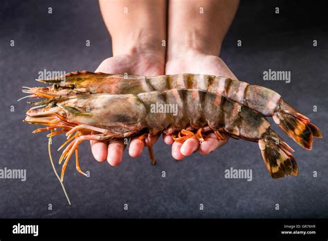 Giant Prawn