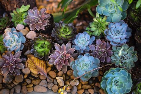 How to Get Rid of Bugs on Succulents Naturally (Guide) | BugWiz