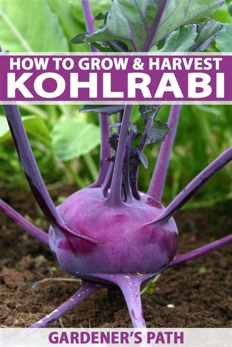 How to Grow Kohlrabi in Your Home Garden | Gardener’s Path