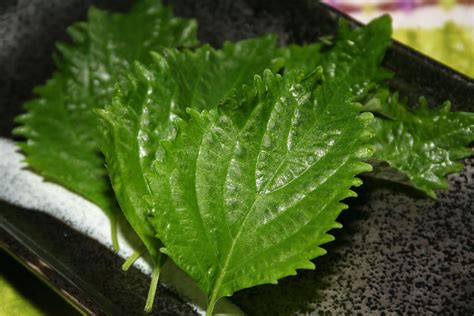 Recipe Developer: Shiso Leaf