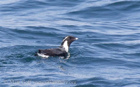 Ancient Murrelet – Sitka Nature