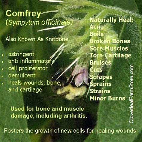 Traditional and Current Uses of Comfrey