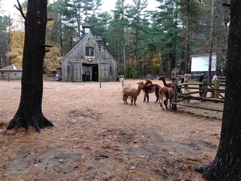 Farm Animal Sanctuary Near Me - Green Acres Farm Sanctuary Reviews and ...