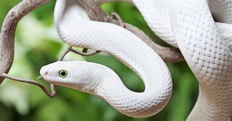 Rагe white snake found in Australia – Lolly Daily