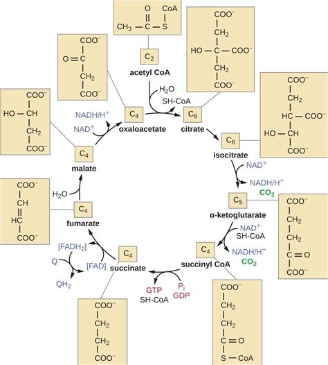 When Is Acetyl Coa Produced Apex - LawrencekruwRussell