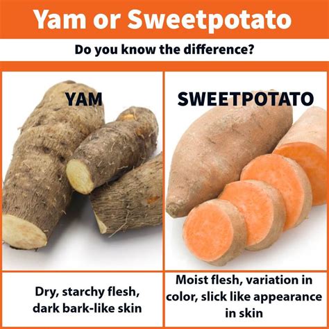 What's the difference between yams and sweet potatoes? | TexAgs