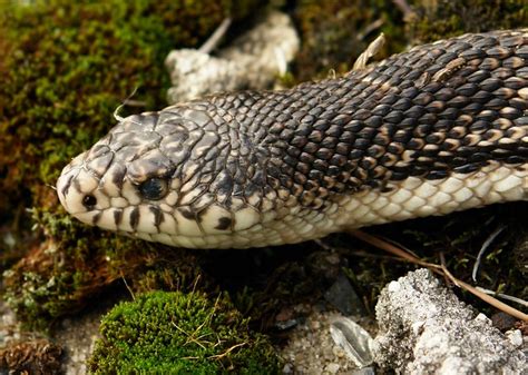 pine2profile | Northern Pine Snake (Pituophis melanoleucus) … | Flickr