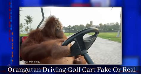 Orangutan Driving Golf Cart Fake Or Real: Analysis Of The Video You ...