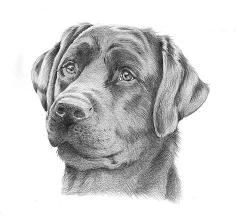 Realistic Drawings Of Dogs - Pencil Pet Portraits | Animal drawings ...