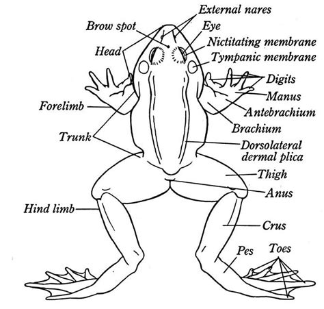 External Anatomy Of A Frog - Diagram Of A Frog