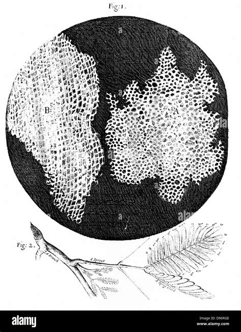 Robert Hooke Used the Name Cell to Describe