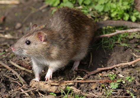 8 Interesting Facts About Rats | Britannica