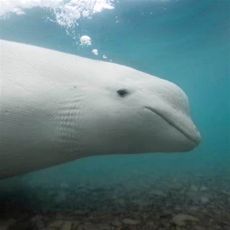 Beluga Whale | National Geographic