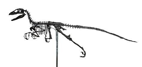 10 Facts About Deinonychus, the "Terrible Claw"